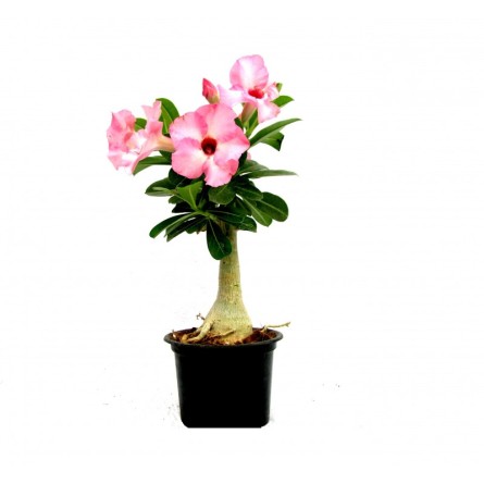 Adenium Pink